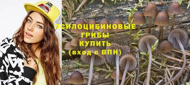 Псилоцибиновые грибы Cubensis  где купить наркоту  Белый 